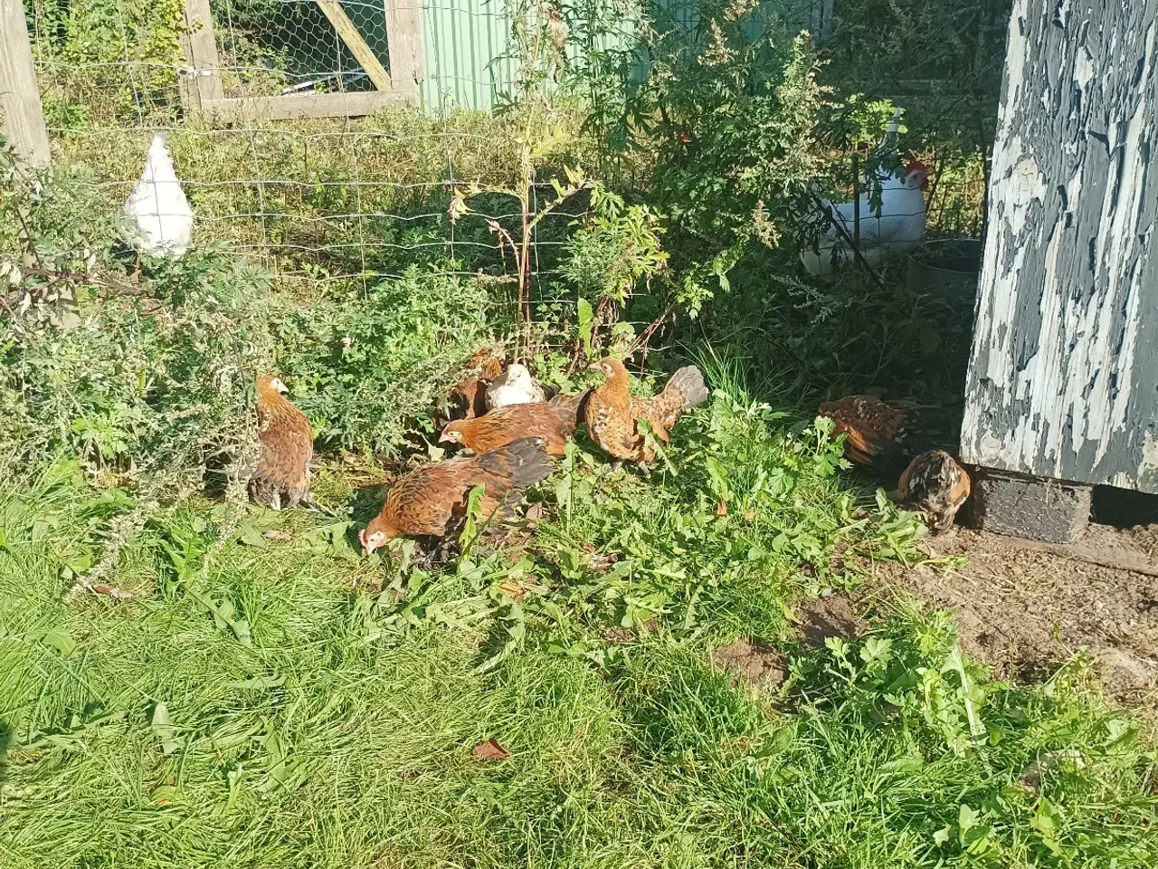 Billede 6 - Mille Fleur dværg små 