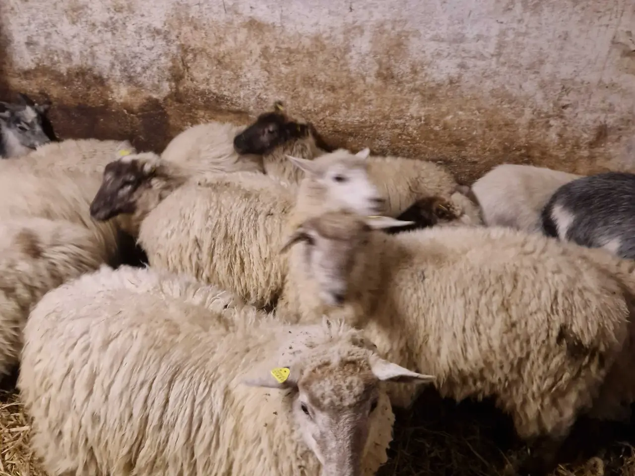 Billede 1 - Landrace gimmerlam 
