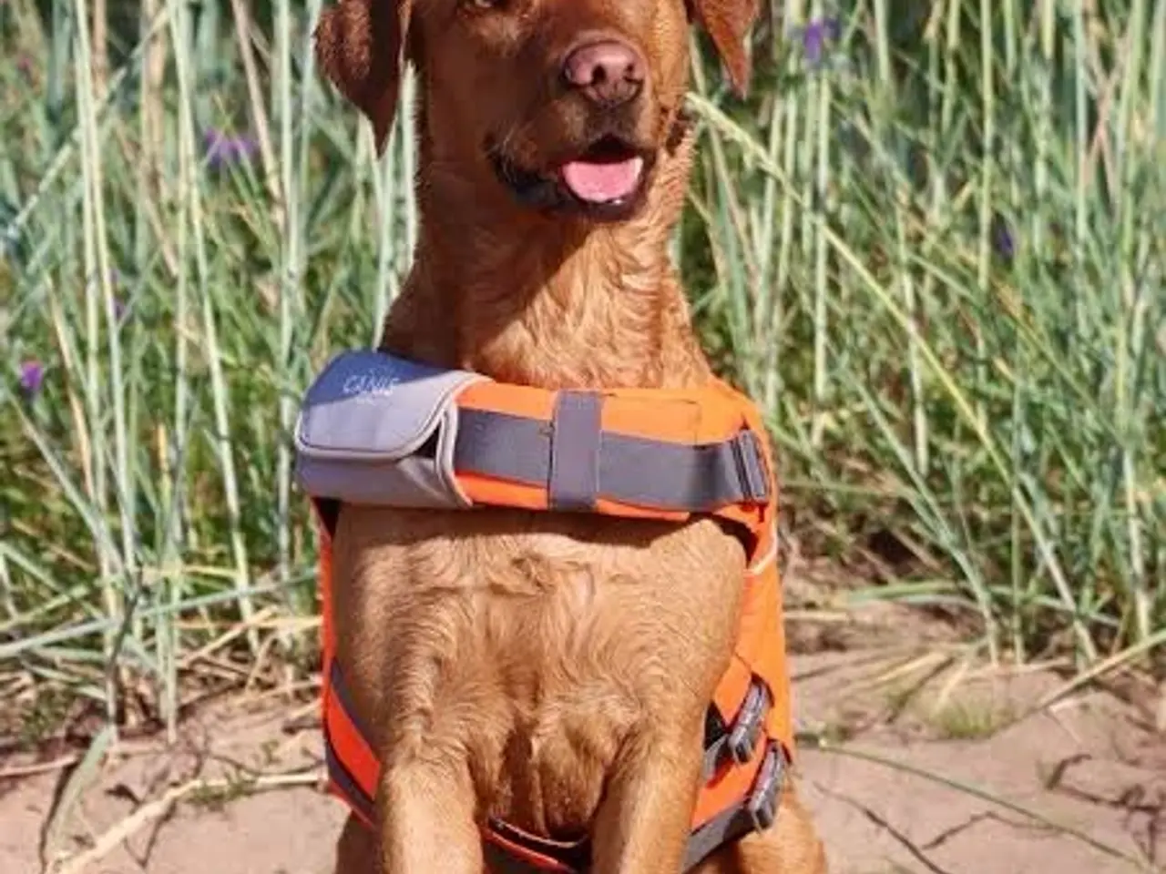 Billede 6 - Active Canis redningsvest til hund – str. XL (aldr