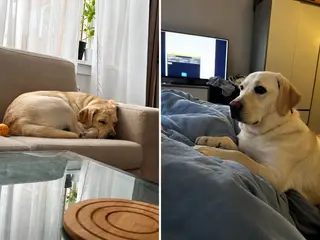 Golden Retriever tæve søger nyt kærligt hjem 🐾 - 2