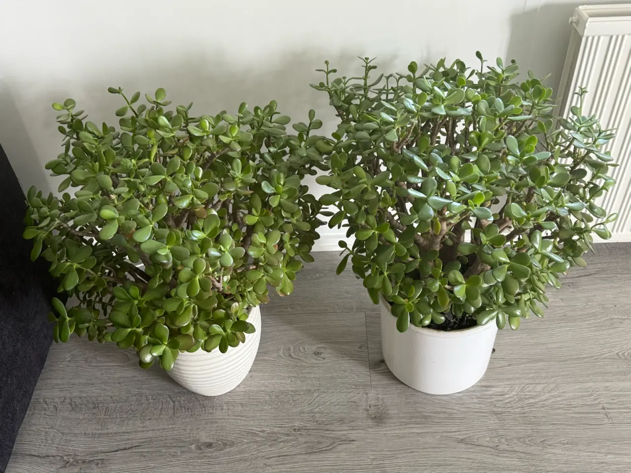 Billede 4 - Store paradis/pengeplanter i hvide krukker.
