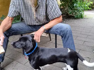 Dansk Svensk gårdhund blanding