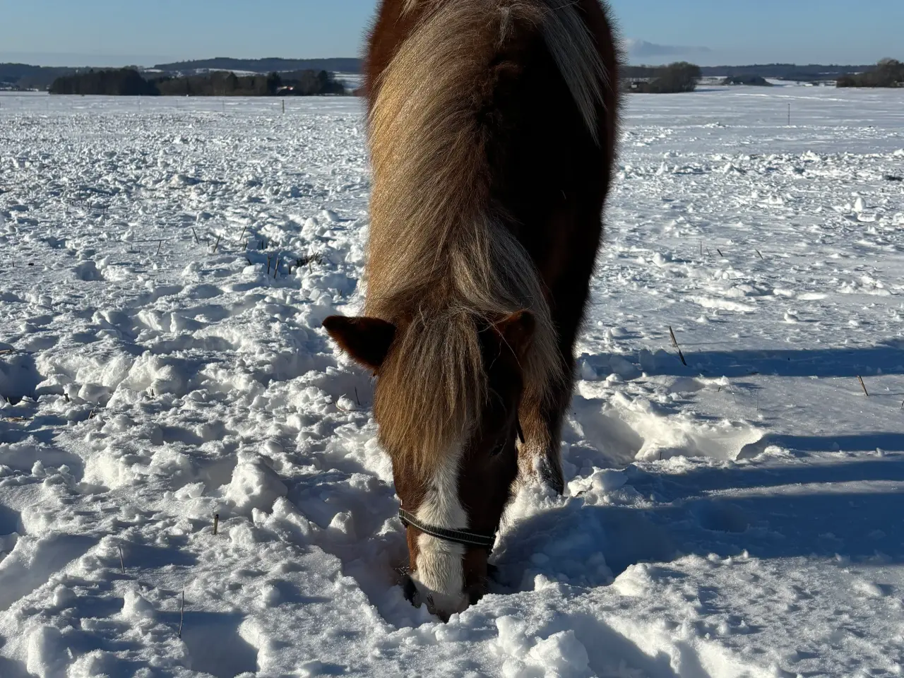 Billede 3 - Sød og rolig 1 års hingst 
