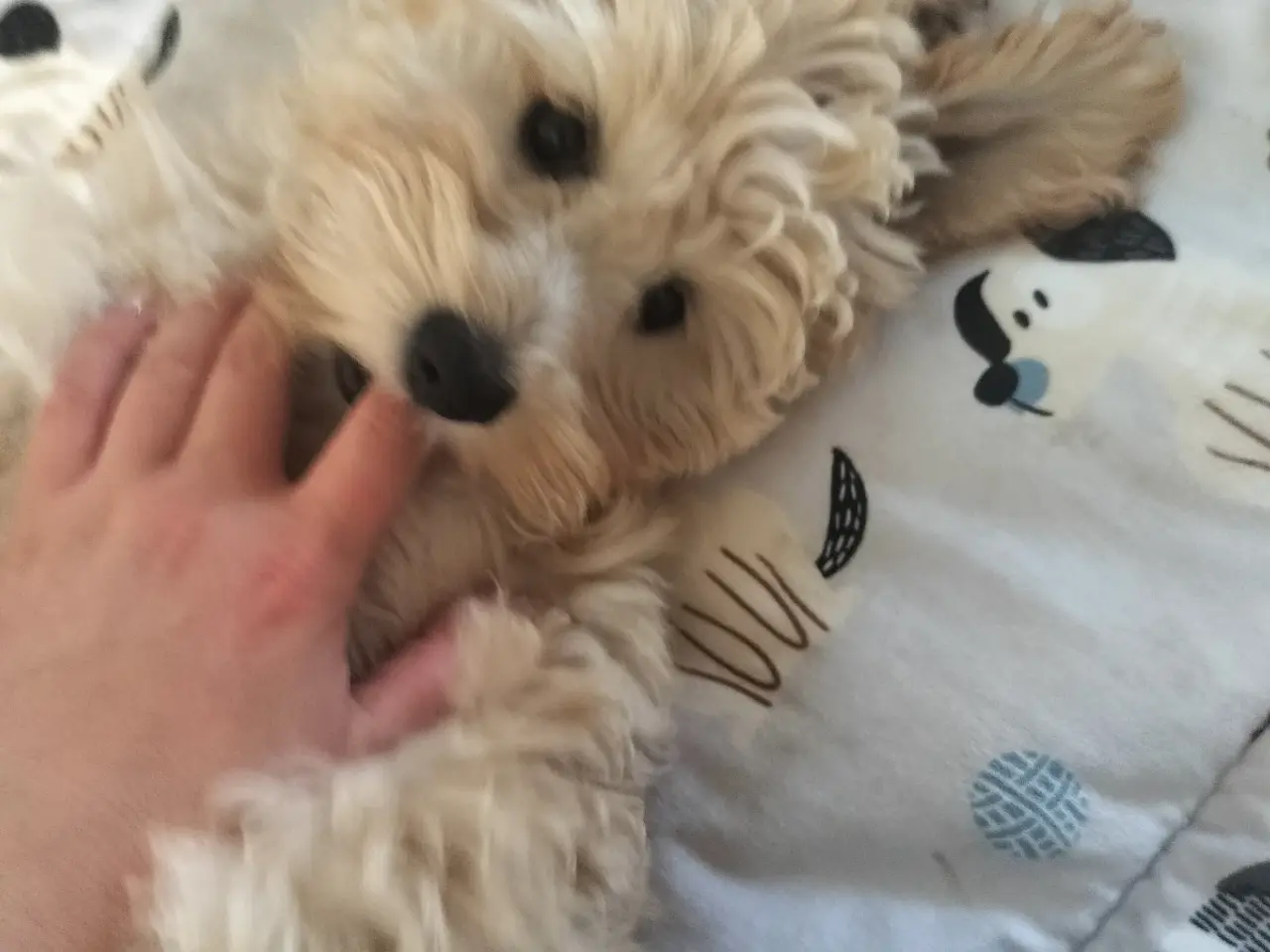 Billede 7 - 🐶 De sidste 2 Maltipoo-hanhvalpe søger den helt r