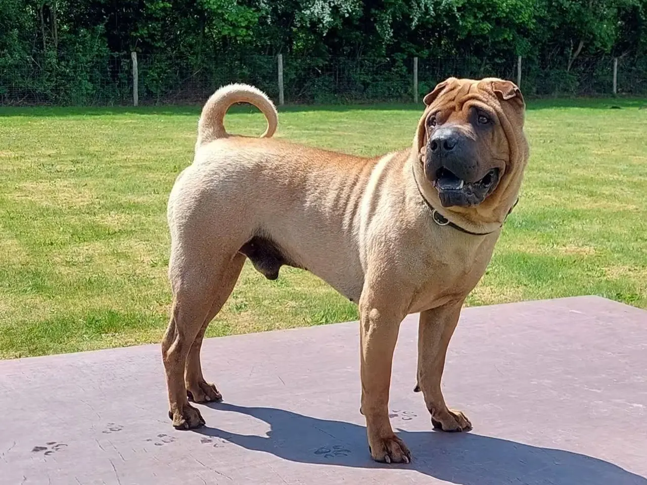 Billede 12 - Shar pei hvalp
