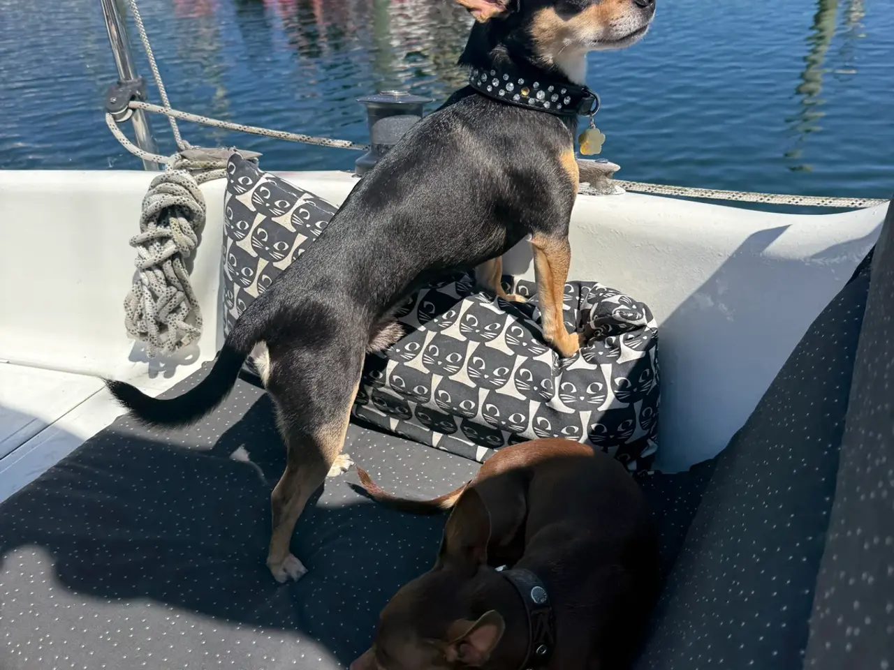 Billede 1 - Hanhund