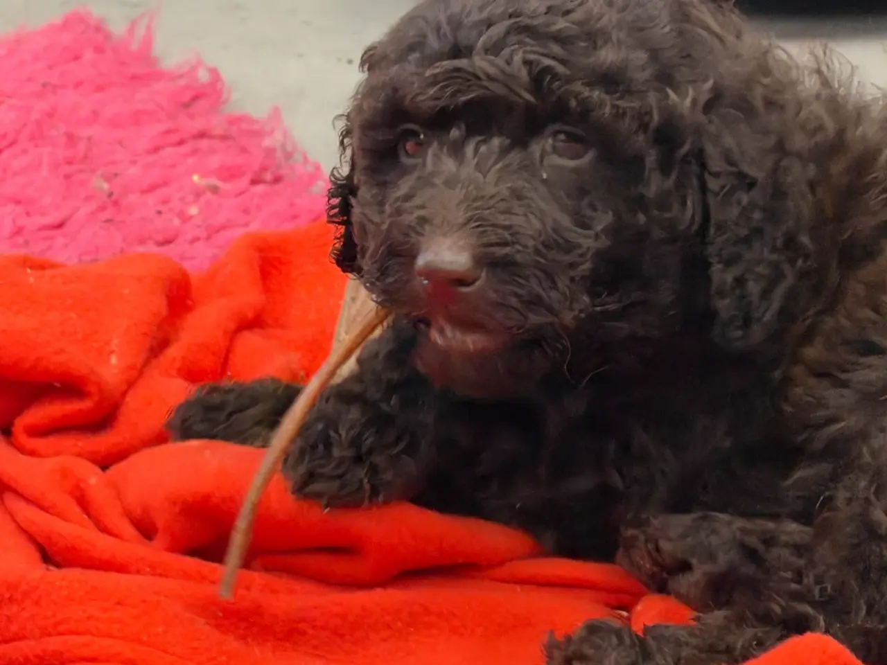 Billede 9 - 🤎🐾 5 skønne Cockapoo-piger i chokoladebrun 🐾🤎