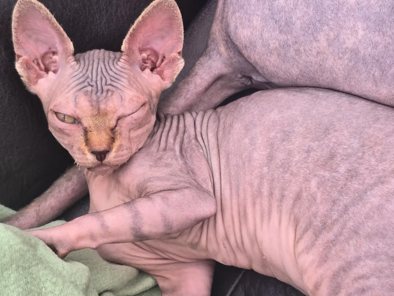 Billede 1 - Sphynx pige uden stamtavle