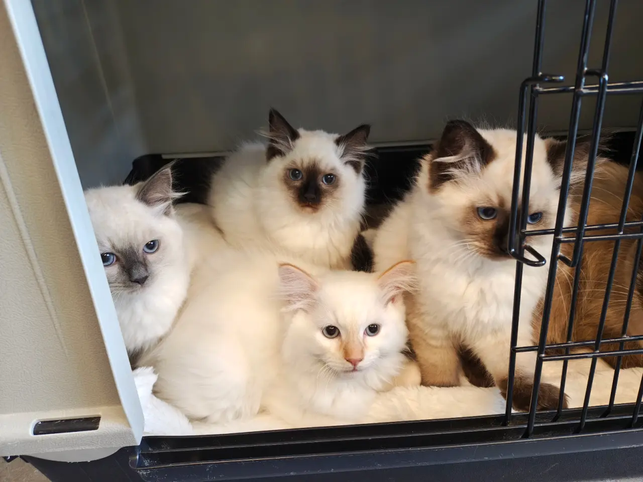 Billede 1 - Ragdoll - silke bløde skønne familie'venner 