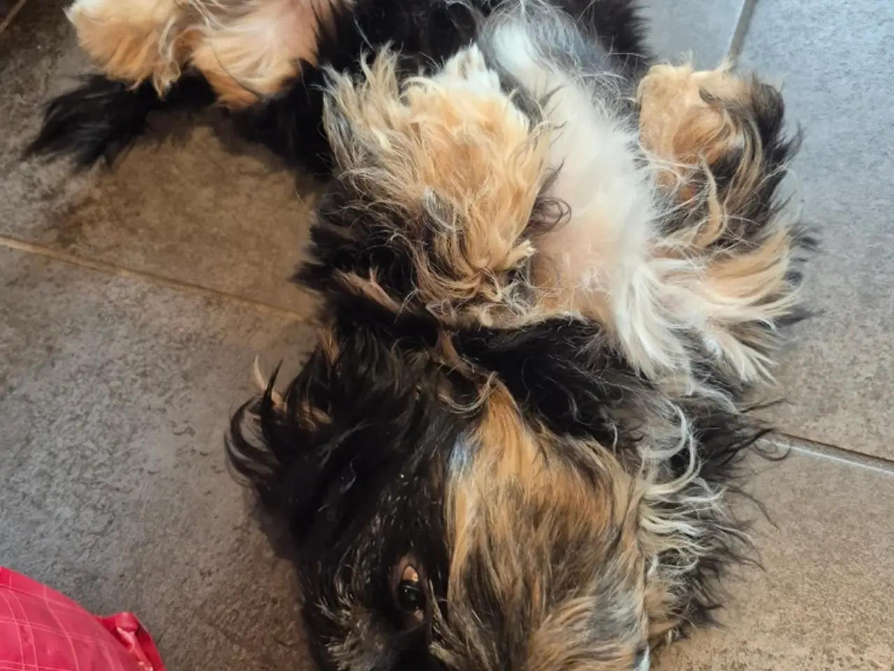 Billede 13 - Shih Tzu/ bichon havanais