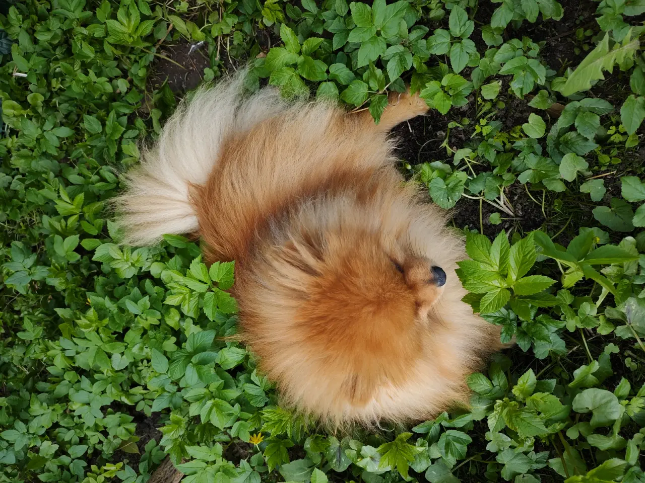Billede 4 - Avle klar mini Pomeranian 