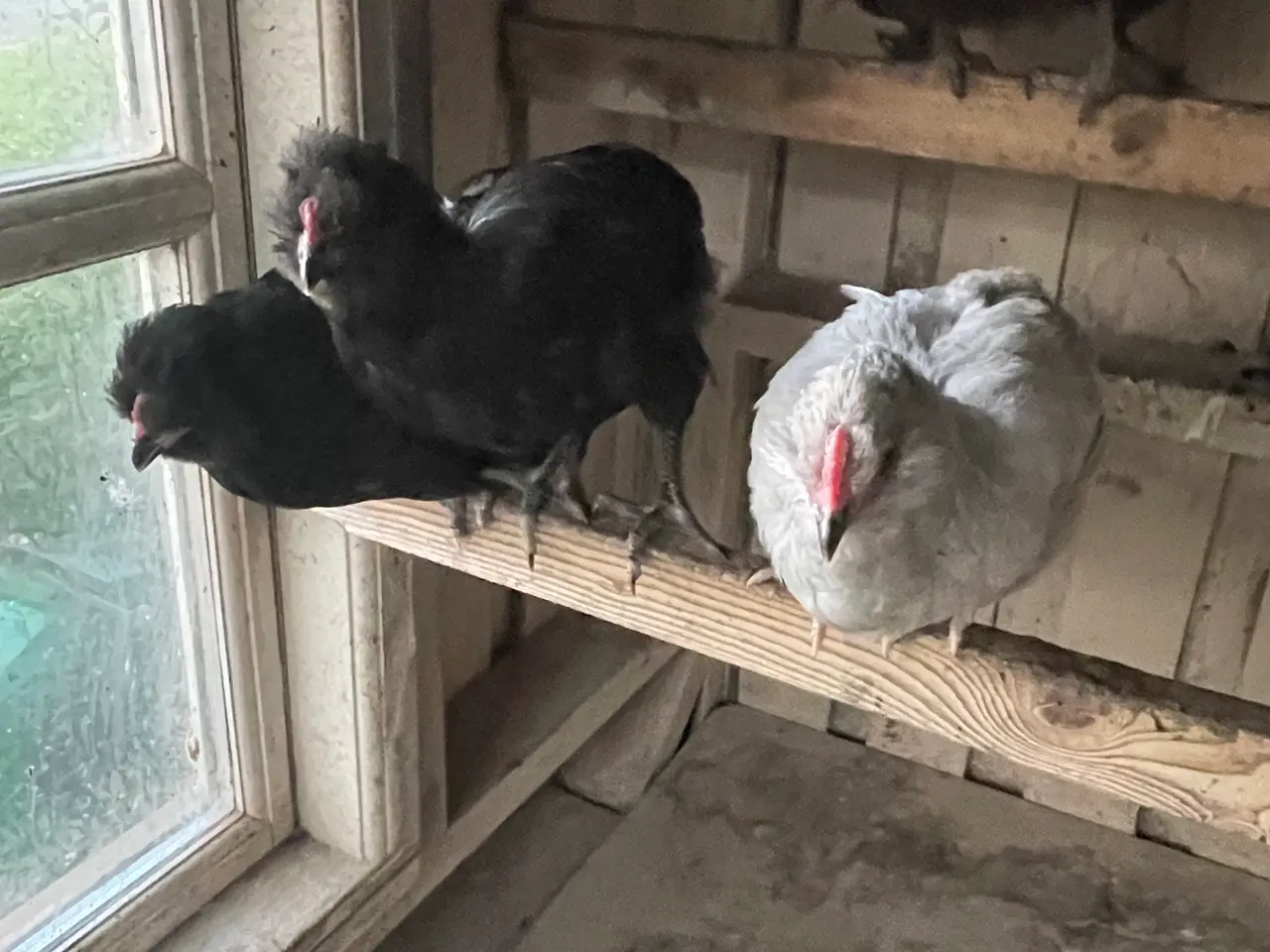 Billede 1 - Engelsk Araucana kyllinger