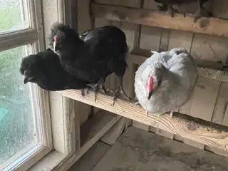 Engelsk Araucana kyllinger 