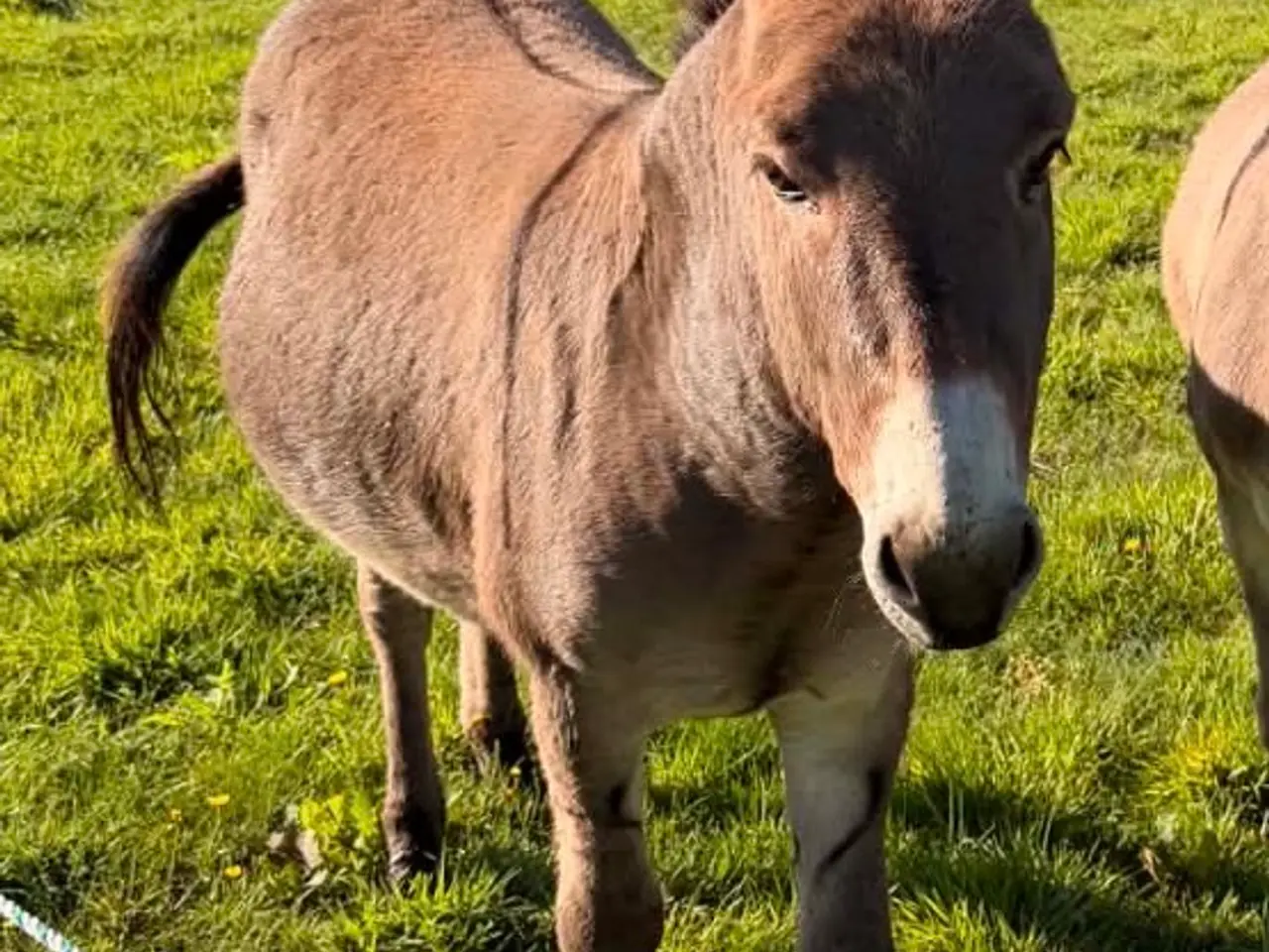 Billede 1 - Æsel hingst