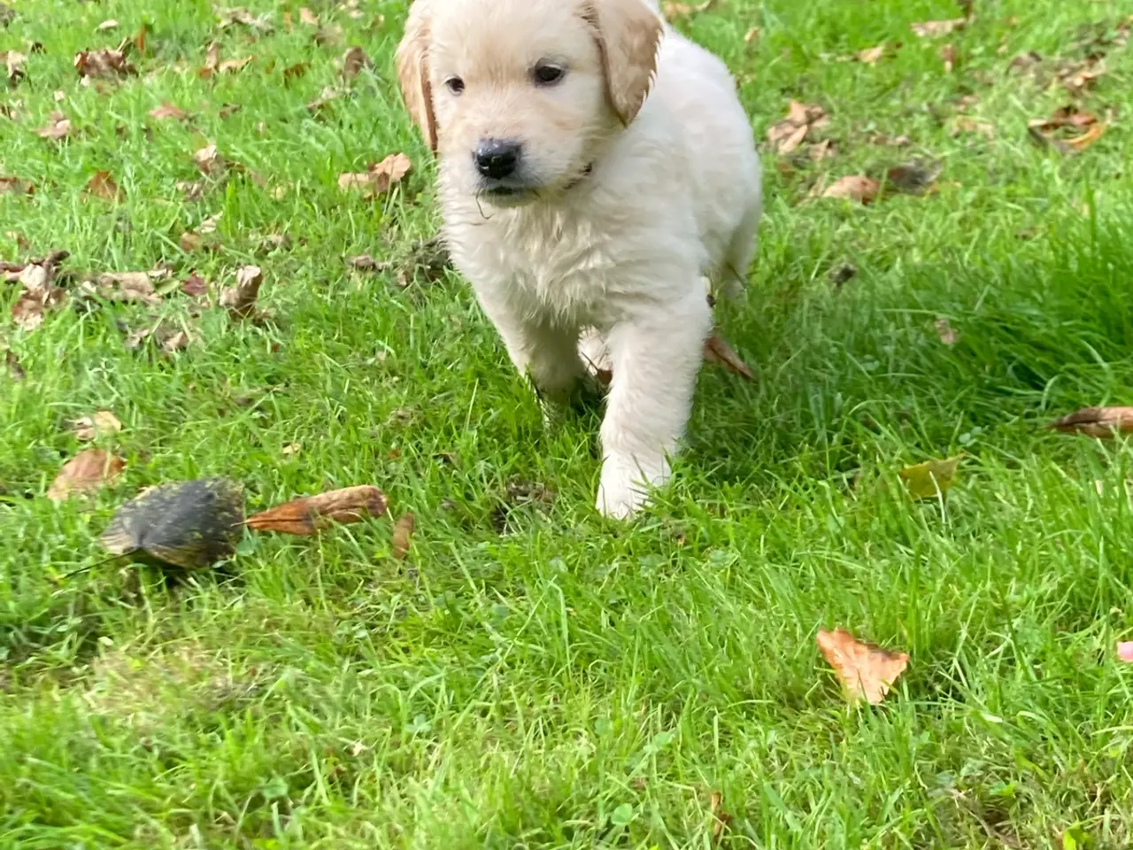 Billede 7 - Hvalpe, Golden retrievere
