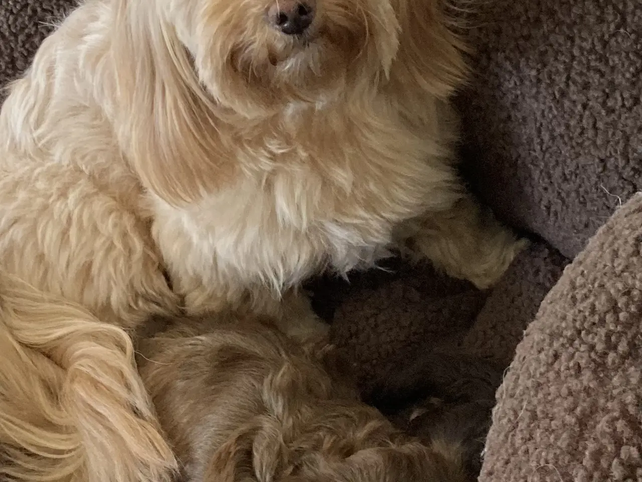 Billede 6 - Bichon havanais