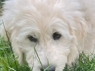 Golden DOODLE - drenge-hvalp - 2