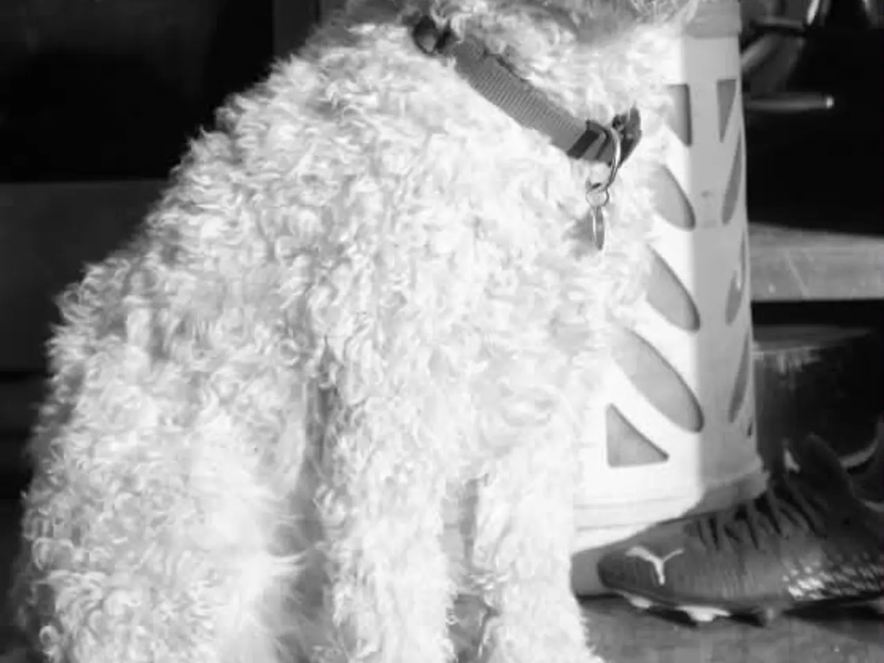 Billede 2 - Goldendoodle søger nyt hjem
