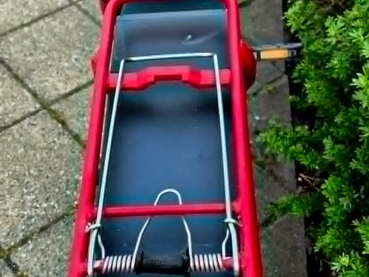 Billede 3 - Winther Red Superb 1