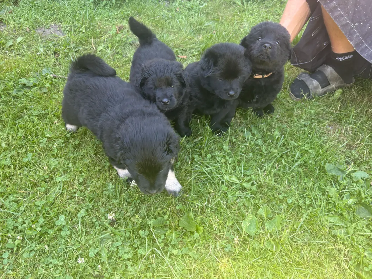 Billede 17 - Blandings hvalpe eurasier/golden