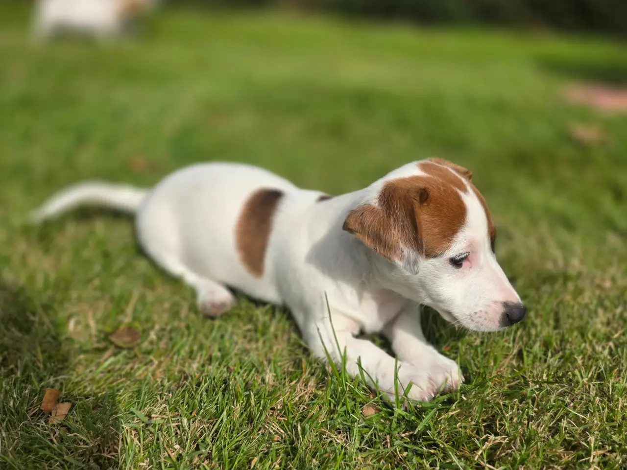 Billede 4 - Jack russel terrier drenge