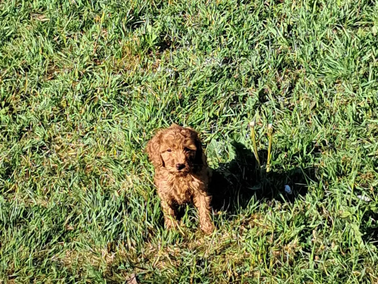 Billede 7 - Puddel hvalpe stambog