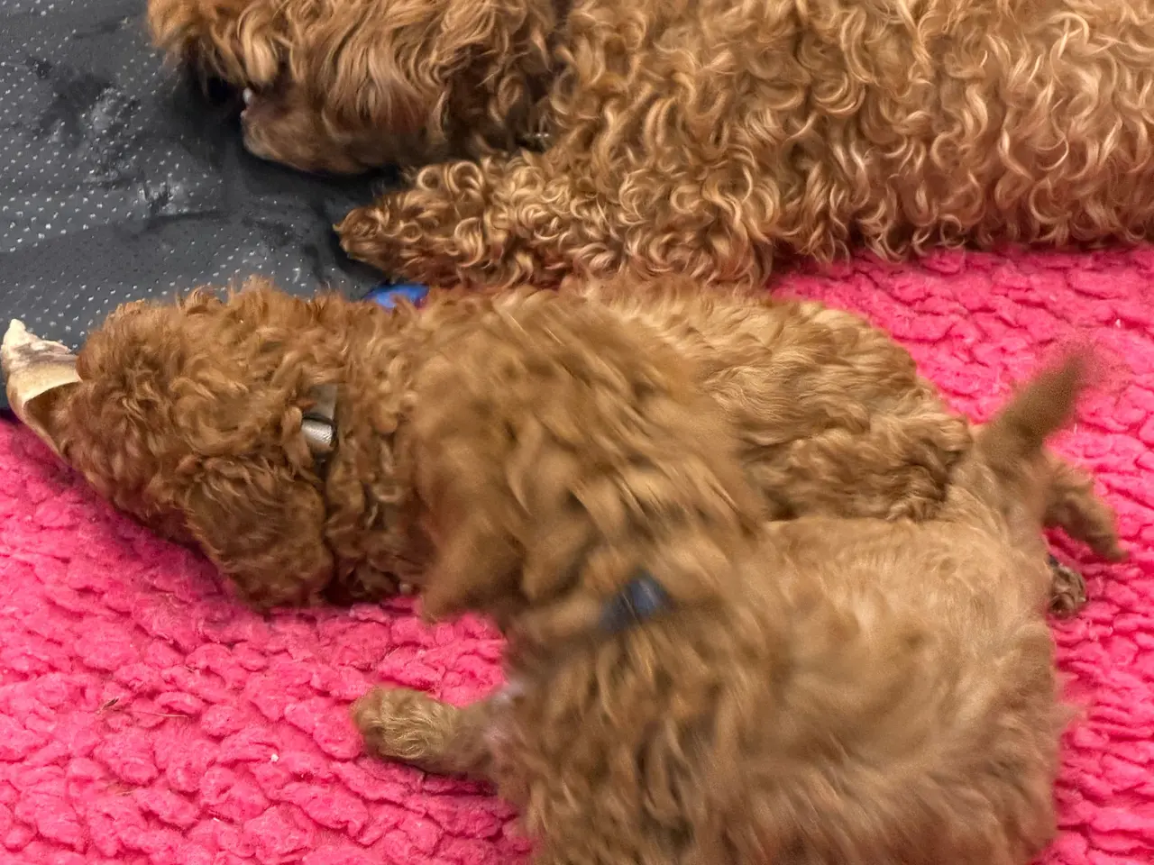 Billede 11 - 🐾✨ Skønne Mini Maltipoo hvalpe klar juli/August