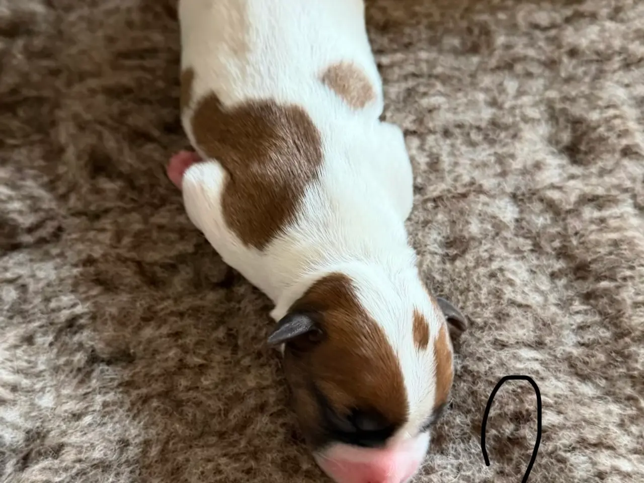 Billede 5 - 7 fine Jack russel hvalpe 🐶