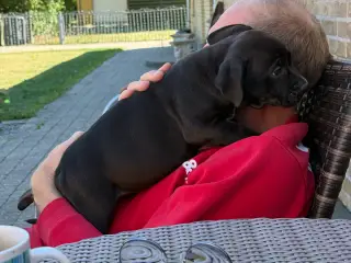 Pocket Bully hvalpe