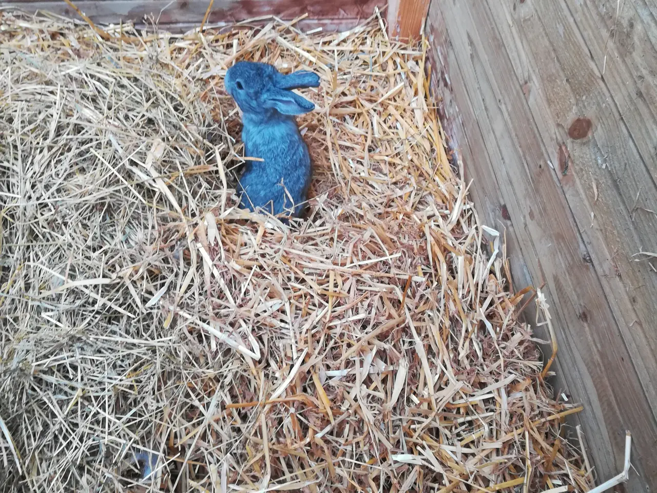Billede 3 - Ægte belgisk kæmpe unger til salg.