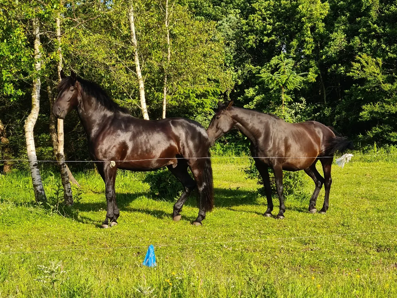 Billede 1 - Oldenborg/ dv blanding.  