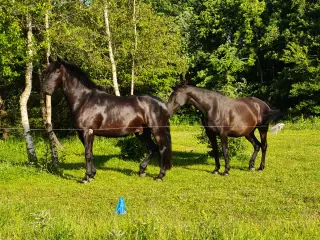 Oldenborg/ dv blanding.  