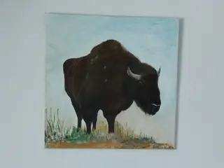 Bison tyr, 50 x 50 cm