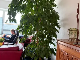 Stuebirk på 2,5 m