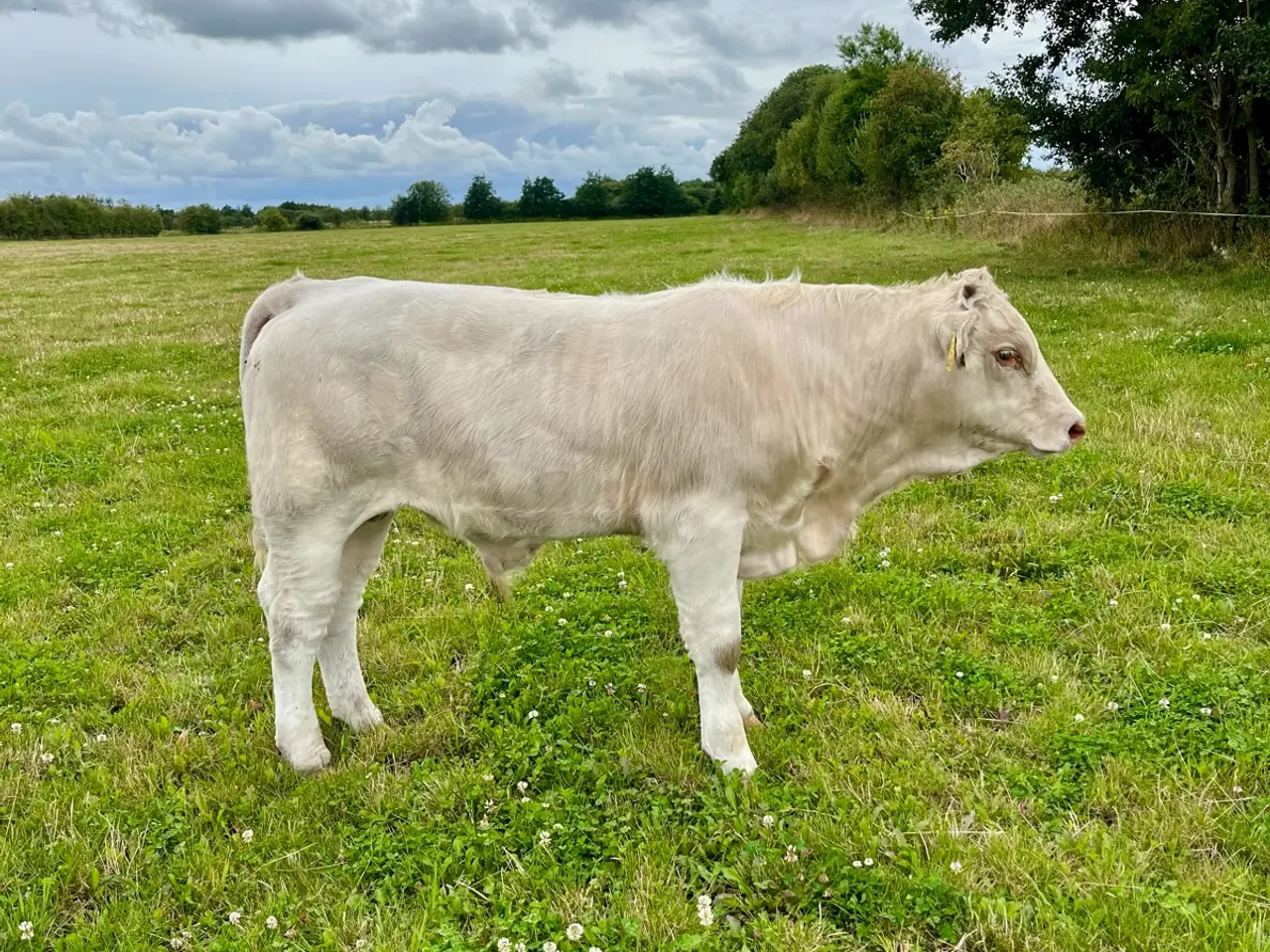 Billede 6 - Charolais tyrekalve 