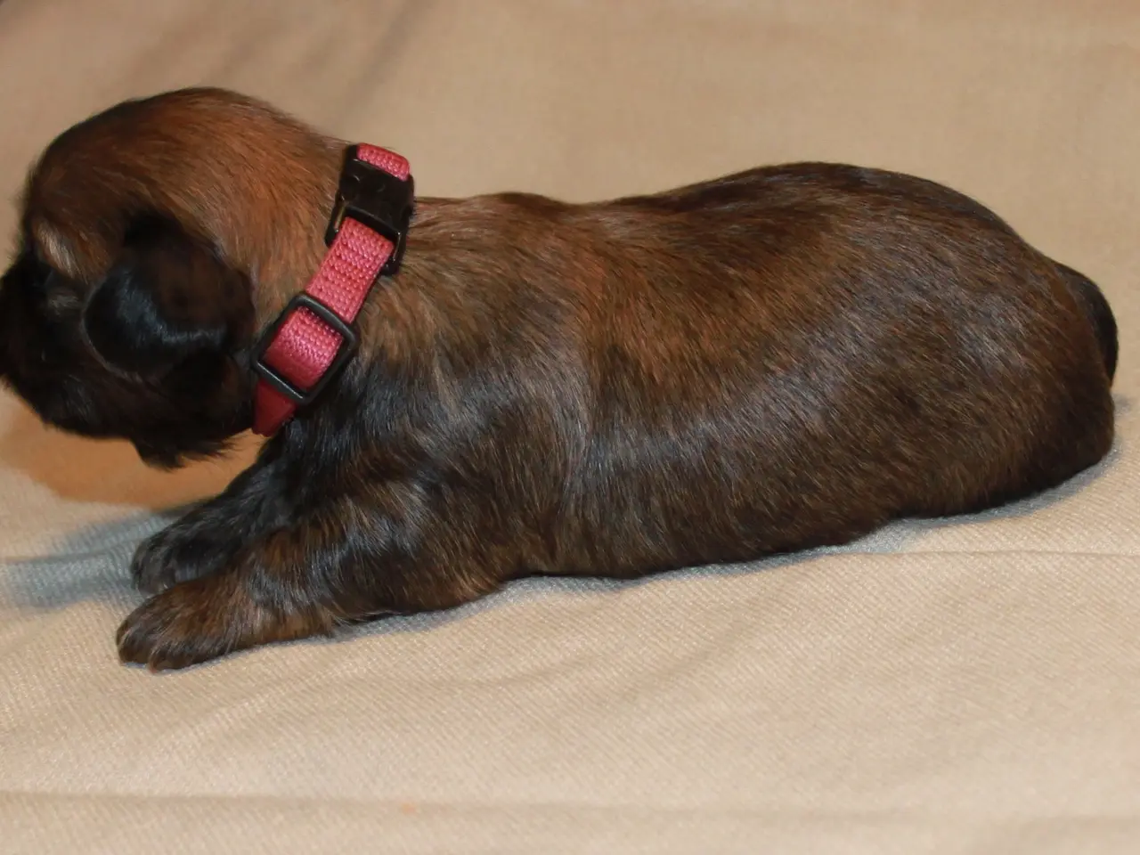 Billede 4 - Lhasa Apso hvalpe