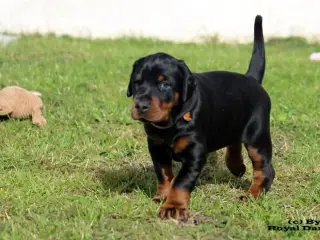 Dobermann hvalpe top kvalitet - 2