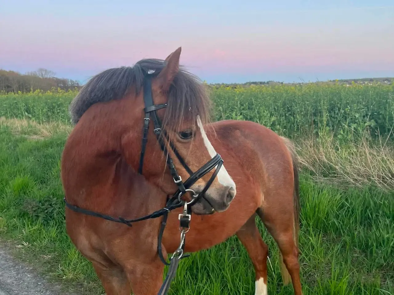 Billede 6 - Pony kat.3