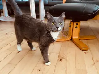 Missemor søger kærligt hjem.