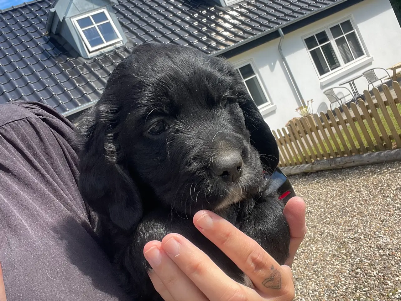 Billede 2 - 1 lækker lab/ Golden hvalpe :)
