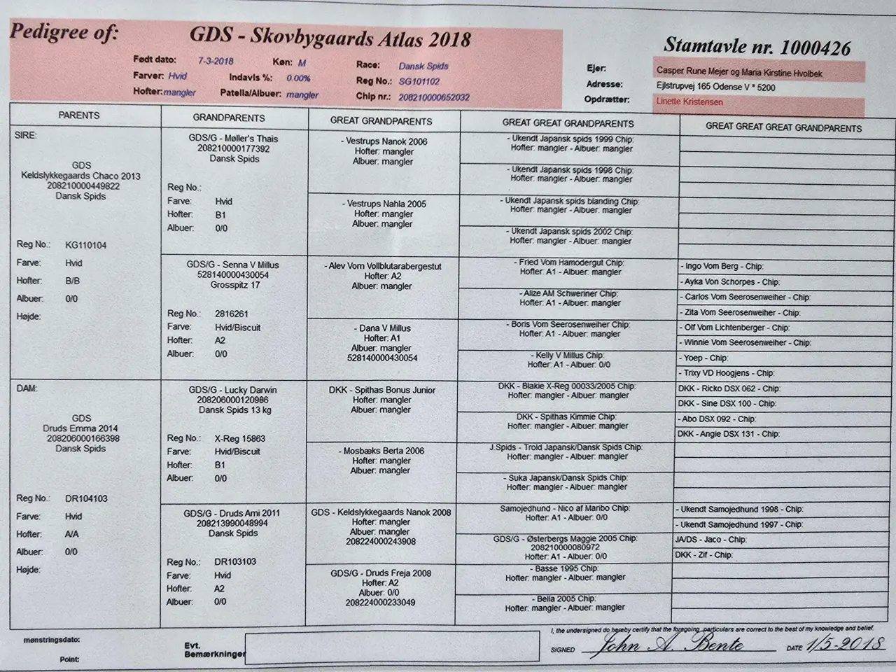 Billede 2 - Dansk spids tilbydes til avl