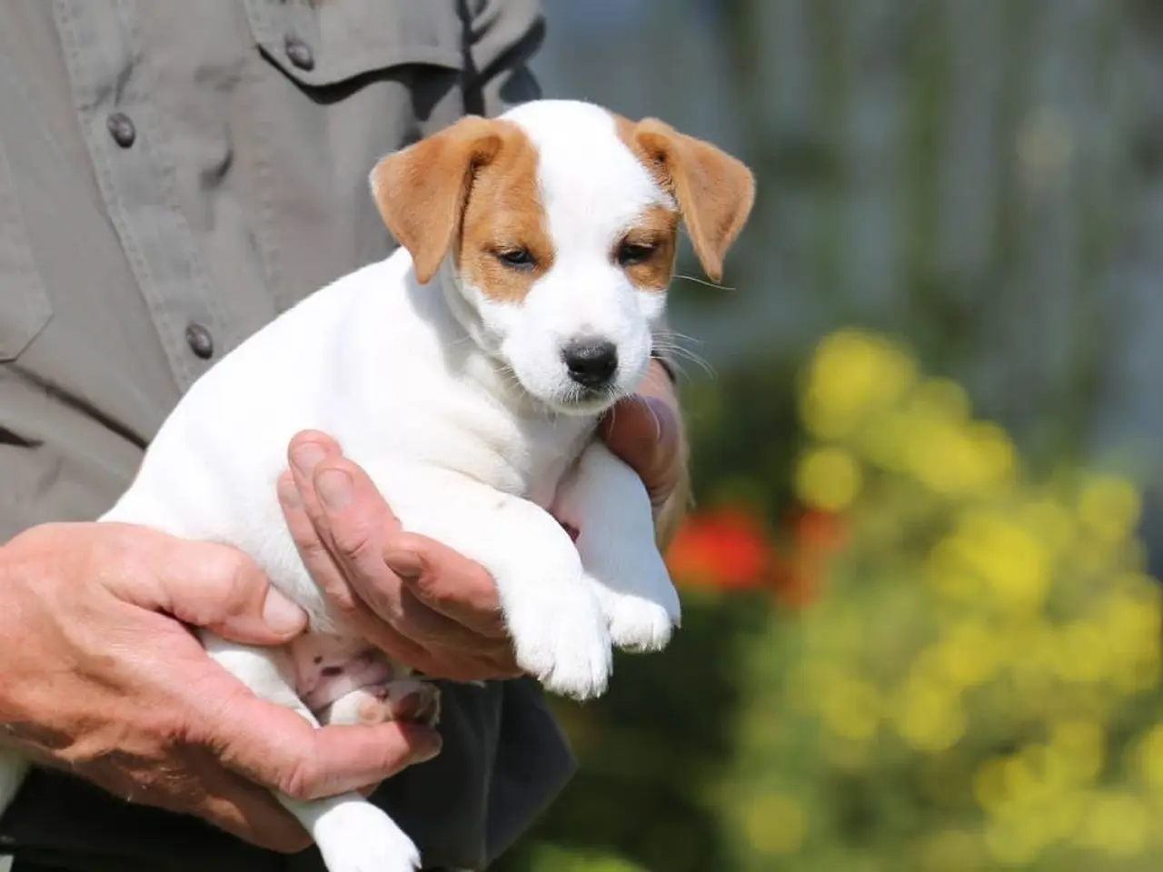 Billede 2 - DKK Jack Russell hvalpe – 1 han tilbage "Birk"