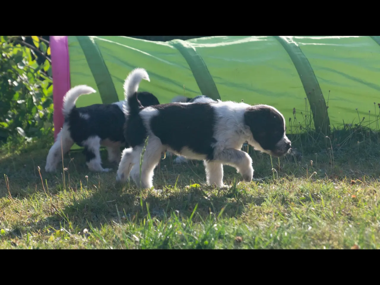 Billede 11 - Samojede/schapendoes hvalpe🐾