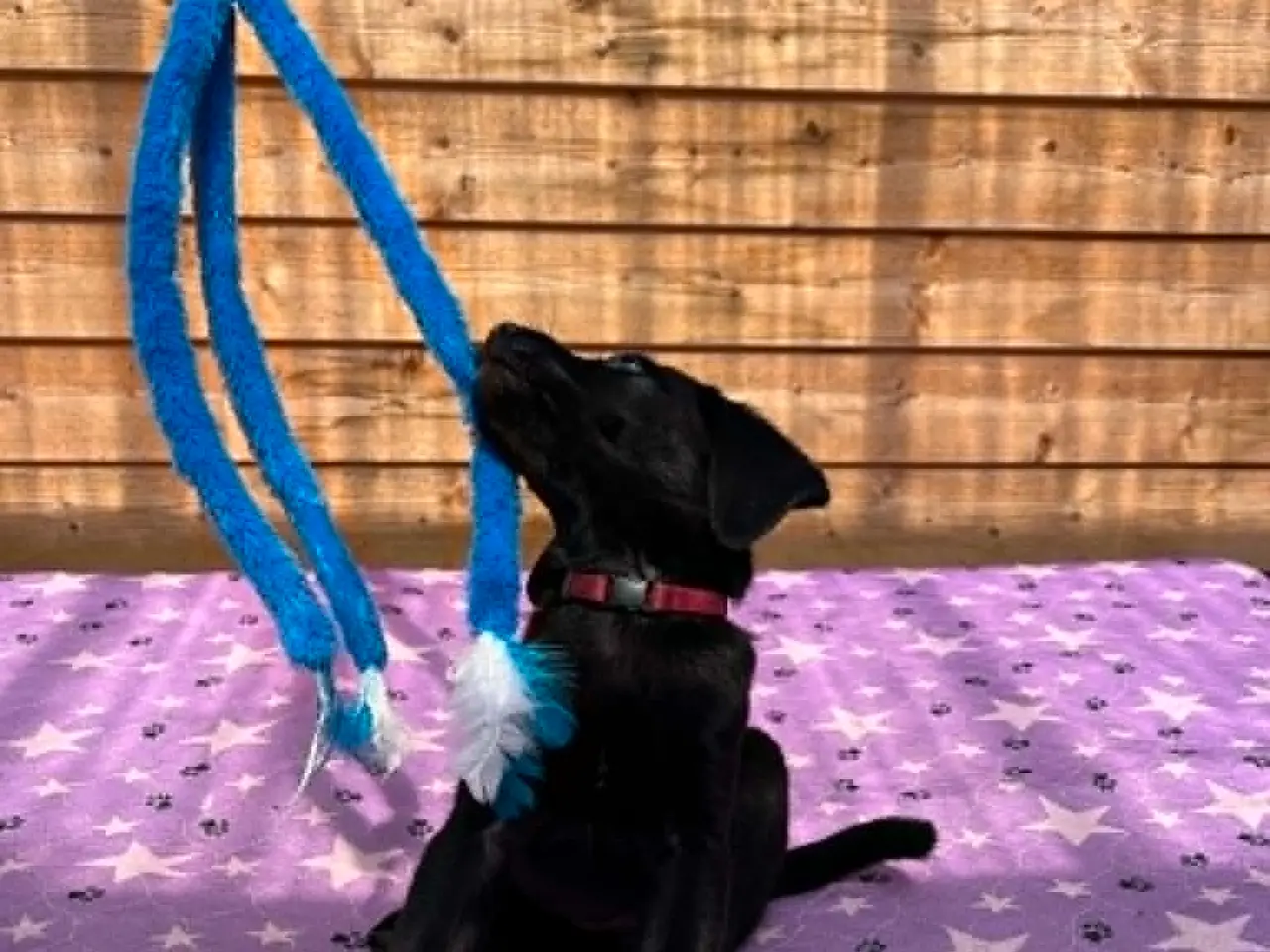 Billede 5 - ❤️ Smuk sort Formel 1 Labrador tæve