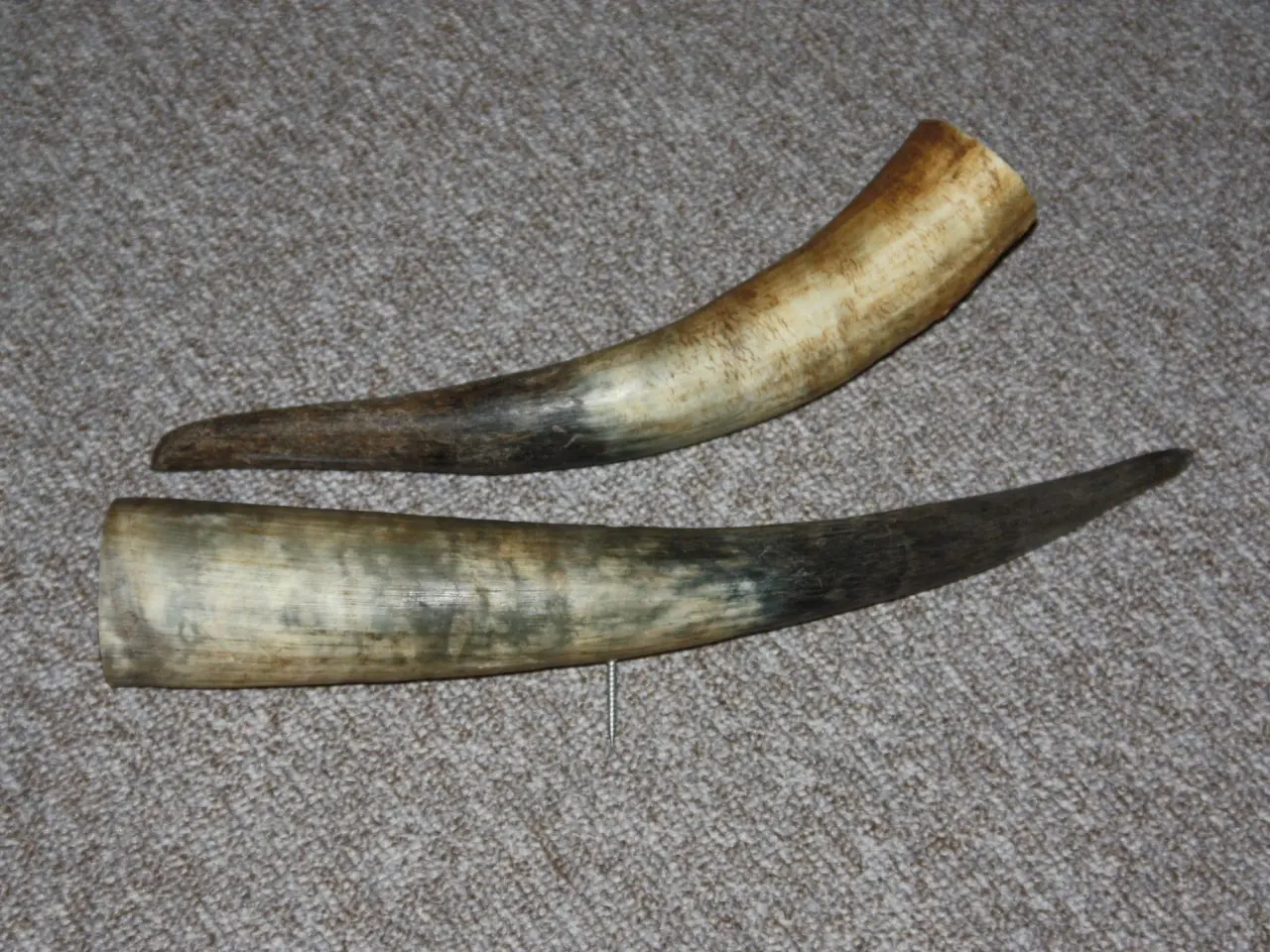 Billede 2 - Horn