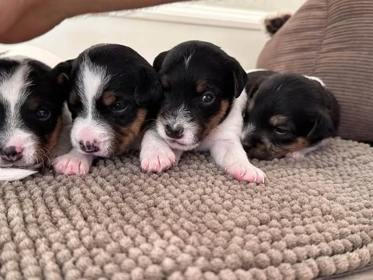 Billede 9 - Jack Russell Hvalpe sælges