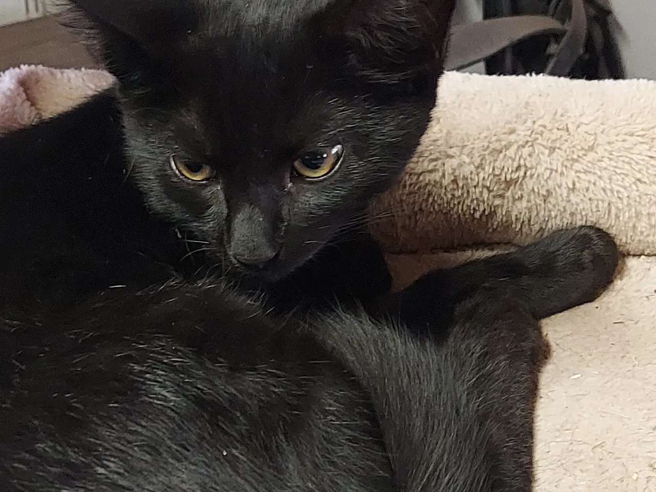 Billede 2 - 2 gårdkatte killinger
