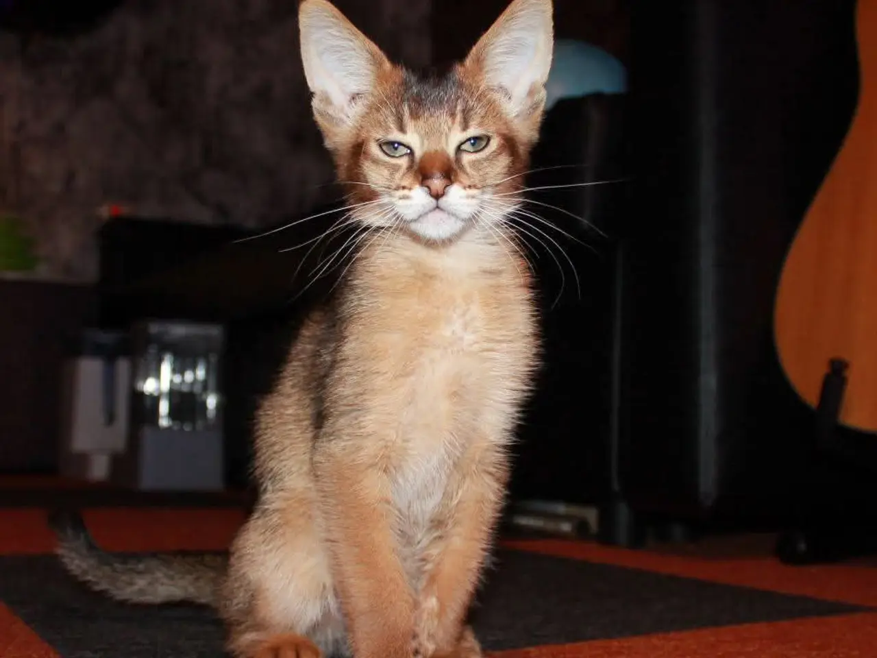 Billede 6 - Smuk Chausie F6 hankat