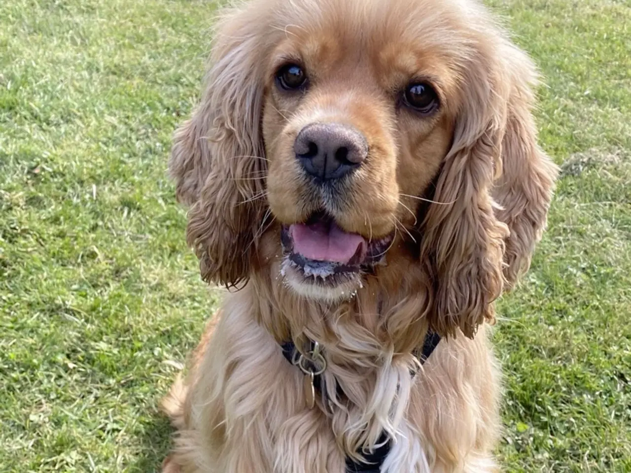 Billede 4 - 75 % Engelsk Cocker Spaniel / 25 % F1 Labrador.