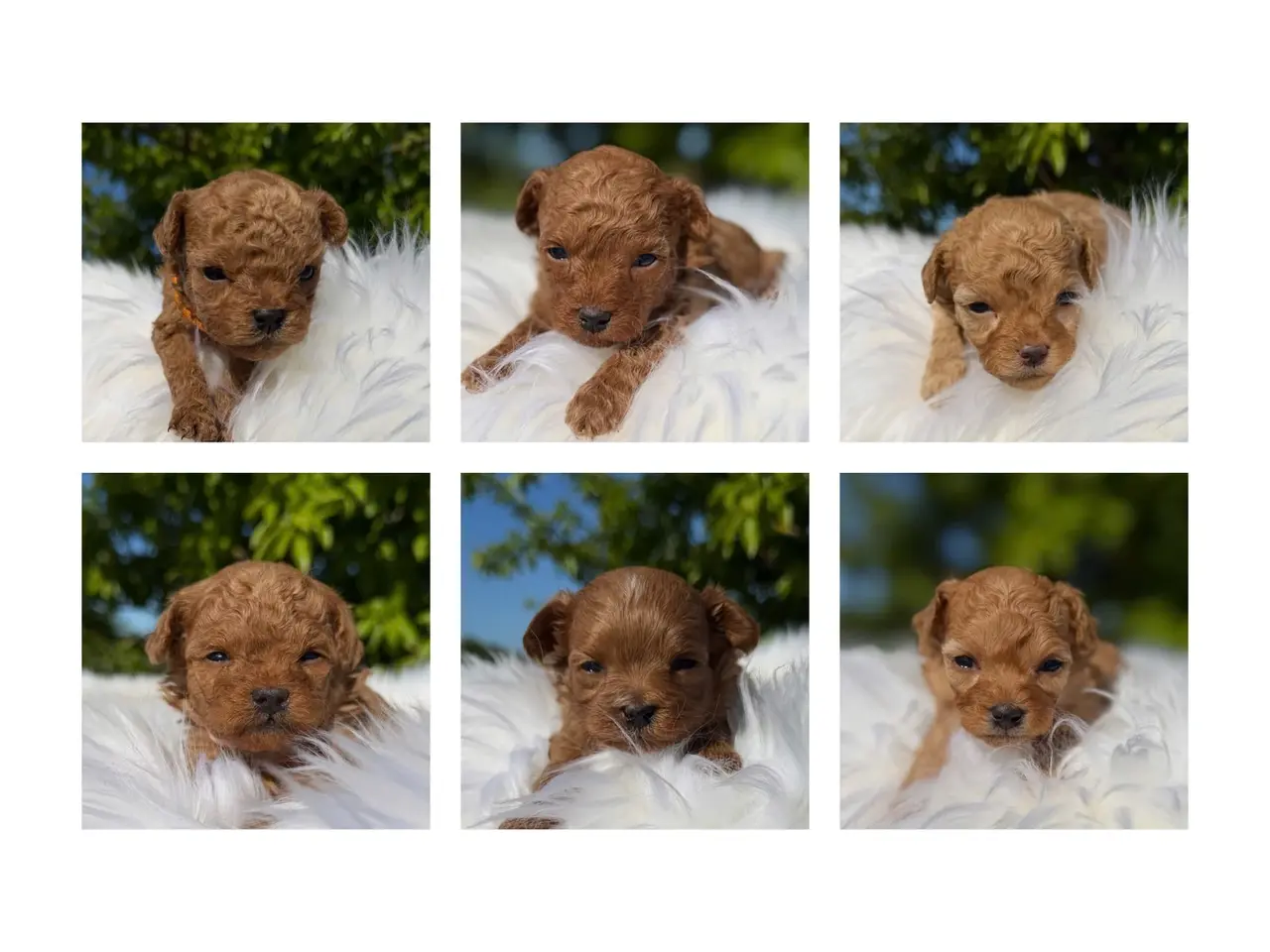 Billede 1 - Maltipoo Piger